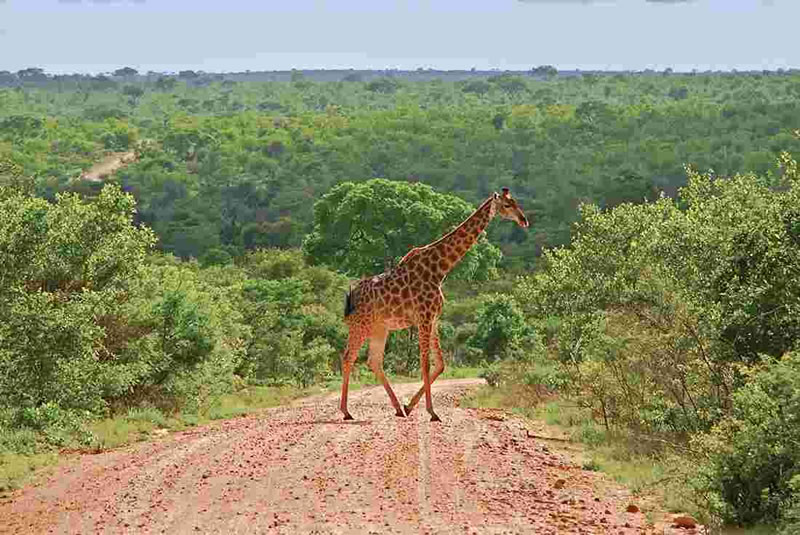 Kruger National Park Giraffe